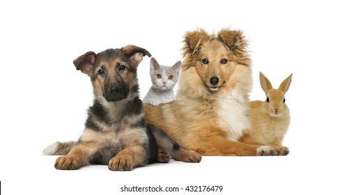 Group Of Young Pets Isolated On White