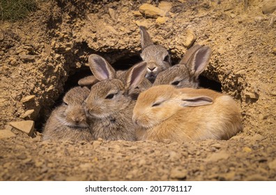 A Group Of Young Rabbit Kits Cuddle Outside Their Burrow (one Is Erythristic)