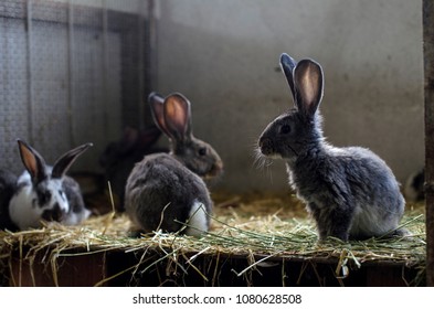 Group Young Rabbits Stock Photo 1080628508 | Shutterstock