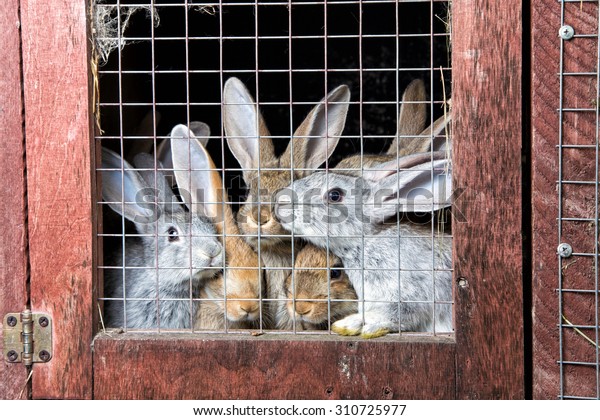 A group of young\
rabbits in the hutch