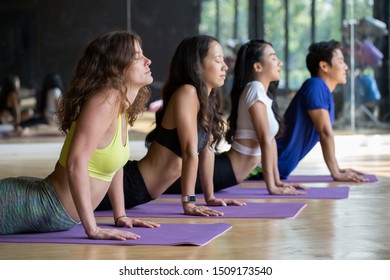 Group of young sporty attractive people practicing yoga class,stretching in upward facing dog exercise,Beautiful girl practice cobra asana in class,healthy or Meditation Exercise