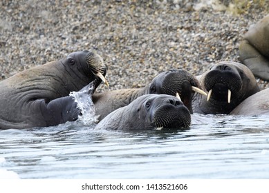 Group Of Young Walrus On Island Near Svalbard Norway