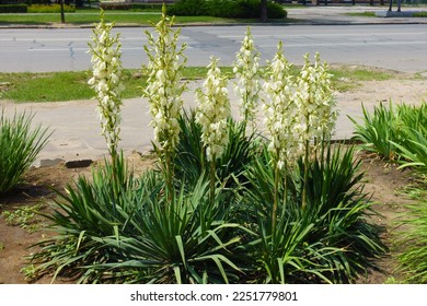 Group of Yucca filamentosa plants in full bloom in June - Powered by Shutterstock