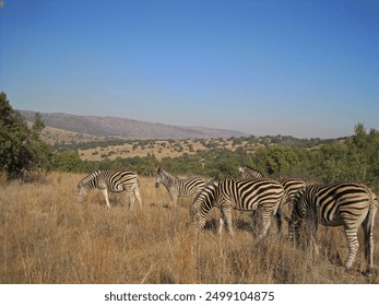 A GROUP OF ZEBRA IN DRY GRASS WITH DISTANT HILLS                               