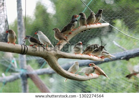 A group of zebra finch (Taeniopygia guttata) posed on a branch inside an aviary
