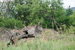 A GROUP OF ZEBRA AND A KUDU ANTELOPE STANDING IN SOUTH AFRICAN LANDSCAPE