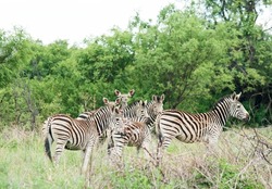 A GROUP OF ZEBRA WITH A KUDU ANTELOPE STANDING IN SOUTH AFRICAN LANDSCAPE