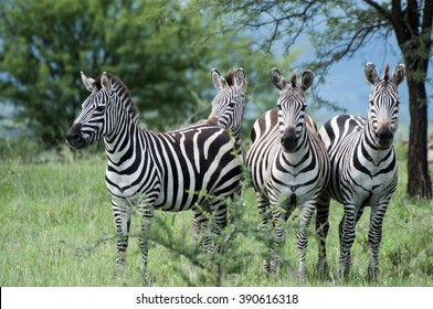 27,256 Zebras group Images, Stock Photos & Vectors | Shutterstock