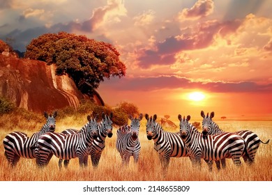 Group of zebras in the African savanna at sunset. Serengeti National Park. Tanzania. Africa. - Shutterstock ID 2148655809