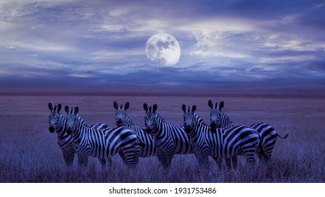 A group of zebras in the African savannah. Night lunar landscape.