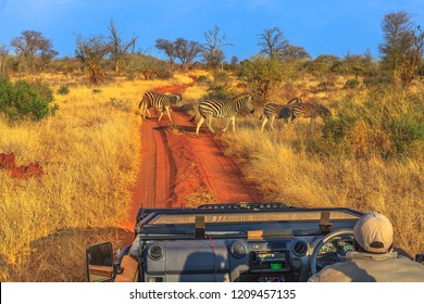 Group Of Zebras Cross A Red Sand Road During A Game Drive Safari. Madikwe Savannah Landscape In South Africa. The Zebra Belongs To The Horse Family And Stand Out For The Unique Black Stripes.