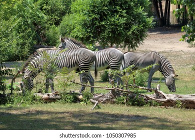 Group Of Zebras At Detroit Zoo.