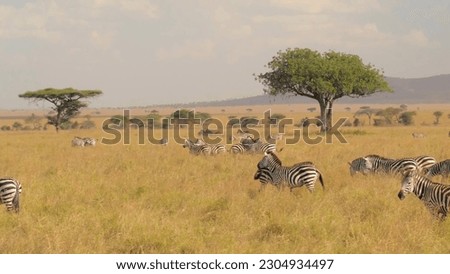 A group of zebras are in the grass