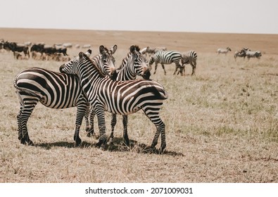 A Group Of Zebras On A Wild Kenyan Safari