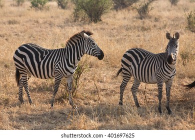 Group of zebras in the savannah - Shutterstock ID 401697625