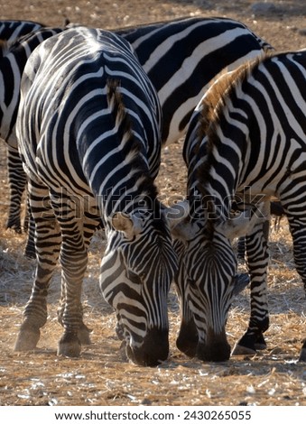 A group of zebras (zeal)
