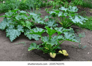 group of zucchini plants with wide green leaves on the garden bed close up   - Powered by Shutterstock