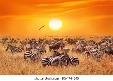 Groupe of wild zebras and antelopes in the African savanna against a beautiful orange sunset.  Wild nature of Tanzania. Artistic natural african image.