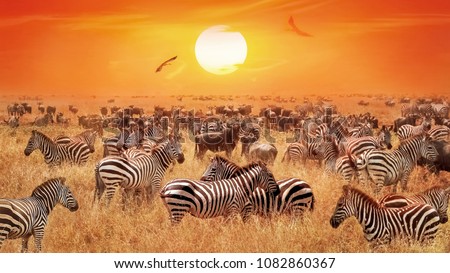 Groupe of wild zebras and antelopes in the African savanna against sunset.  Wild nature. Artistic natural african image.
