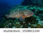 The grouper, better known as the brown grouper (Epinephelus marginatus Lowe, 1834), is a fish belonging to the Serranidae family. It commonly lives in the Mediterranean Sea.