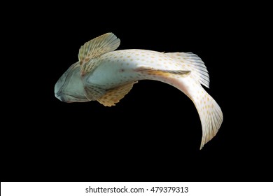 Grouper Curving On Black Background,swimming Rock Cod Fish 