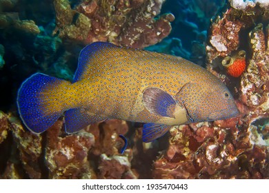 Grouper - a dangerous predator. The body color of the fish is yellow, covered with light dots, and each dot has a blue border, the fins are covered with blue dots.