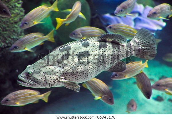 pictures of a grouper fish pictures of a grouper fish