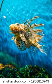 Grouper fish in aquarium with coral reef deep blue sea