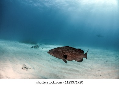 422 Bahamas grouper Images, Stock Photos & Vectors | Shutterstock