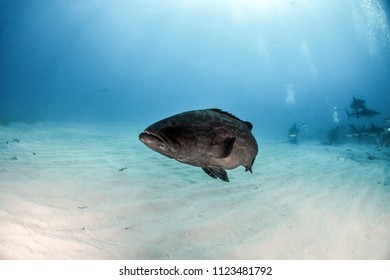 422 Bahamas grouper Images, Stock Photos & Vectors | Shutterstock