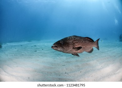 422 Bahamas grouper Images, Stock Photos & Vectors | Shutterstock