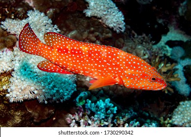 Grouper Fish (Epinephelinae) Seen In Red Sea