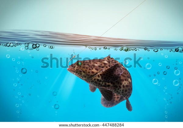 grouper fish hooks\
feeling under the sea/Arabian grouper, Greasy grouper/Epinephelus\
tauvina/Serranidae /grouper fish isolated on black background/fish\
market popular 