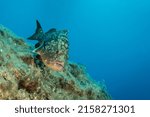 Grouper Fish Portrait in Blue Waters