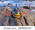 Grouper fish with yellow mouth on a stone again backdrop blue seawater