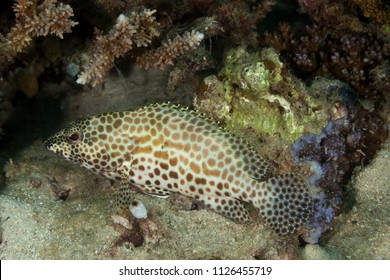 Grouper, Subfamily Epinephelinae