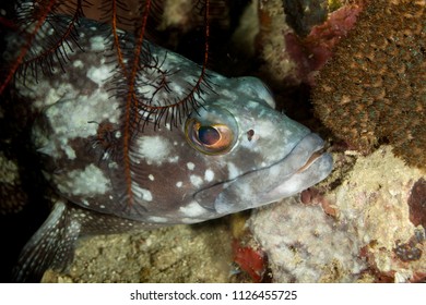 Grouper, Subfamily Epinephelinae