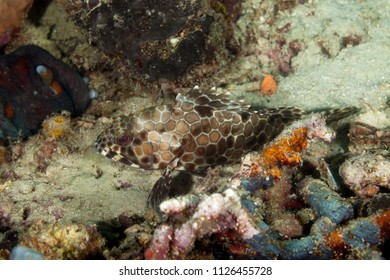 Grouper, Subfamily Epinephelinae