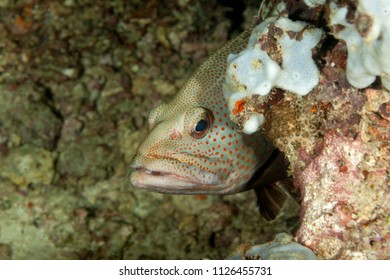 Grouper, Subfamily Epinephelinae