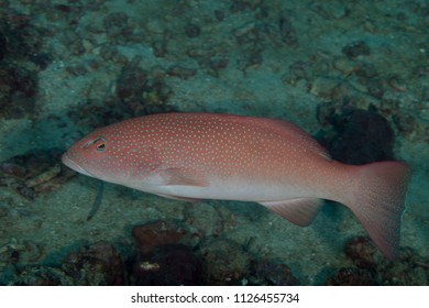 Grouper, Subfamily Epinephelinae