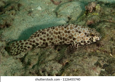 Grouper, Subfamily Epinephelinae