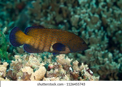 Grouper, Subfamily Epinephelinae