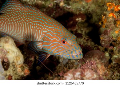 Grouper, Subfamily Epinephelinae