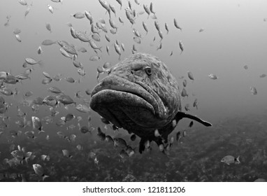 A Grouper With A Swarm Of Fish On Aliwal Shoal