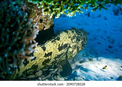 Groupers Are Fish Of Any Of A Number Of Genera In The Subfamily Epinephelinae Of The Family Serranidae, In The Order Perciformes.