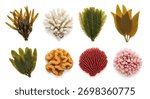 Grouping features various forms colors isolated against white background. Assorted seaweeds coral. Sea life ocean ecosystem. Caulerpa montipora laminaria pink bubble tip.