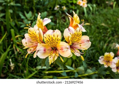 A grouping of Peach colored Inca lilies, Alstroemeria pelegrina - Shutterstock ID 2126927456