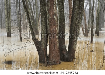 A grouping of three tree trunks frozen in the ice in the backwaters of a northern Indiana river in late winter.