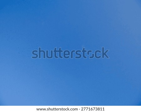  Groups of Birds Soaring in a Cloudless Sky                              