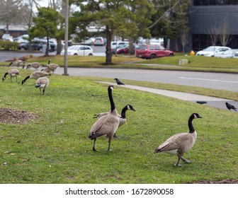 Groups of Canadian geese walk across a green lawn in a Beaverton park. Beaverton, Oregon, USA.
